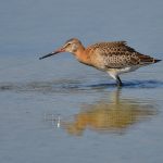 Picture of a Black-Tailed Godwit
