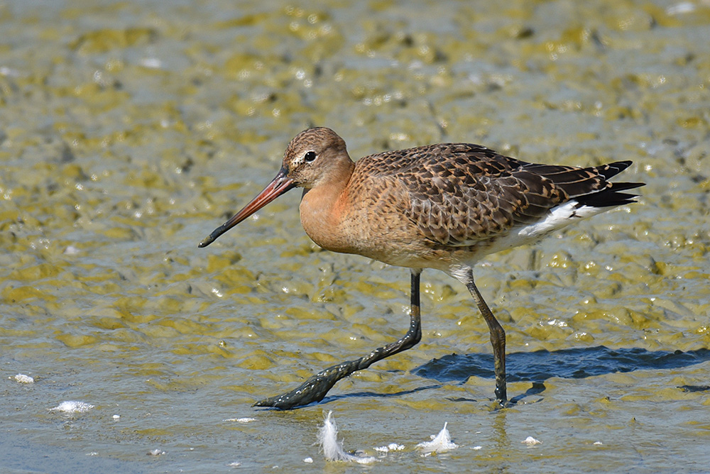 Picture of a Black-Tailed Godwit