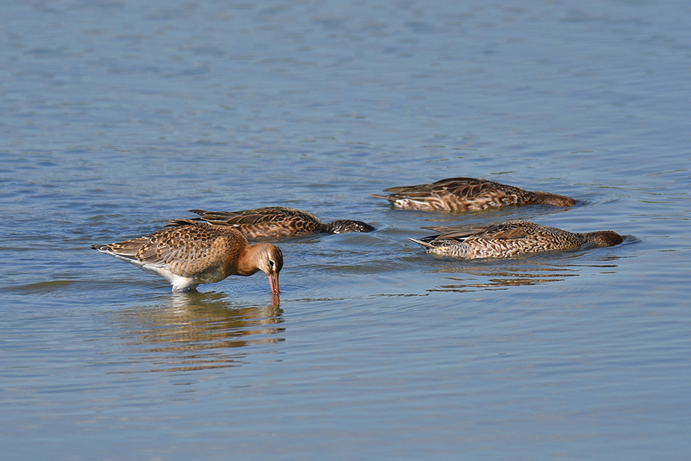 Picture of a Black-Tailed Godwit and some passing ducks