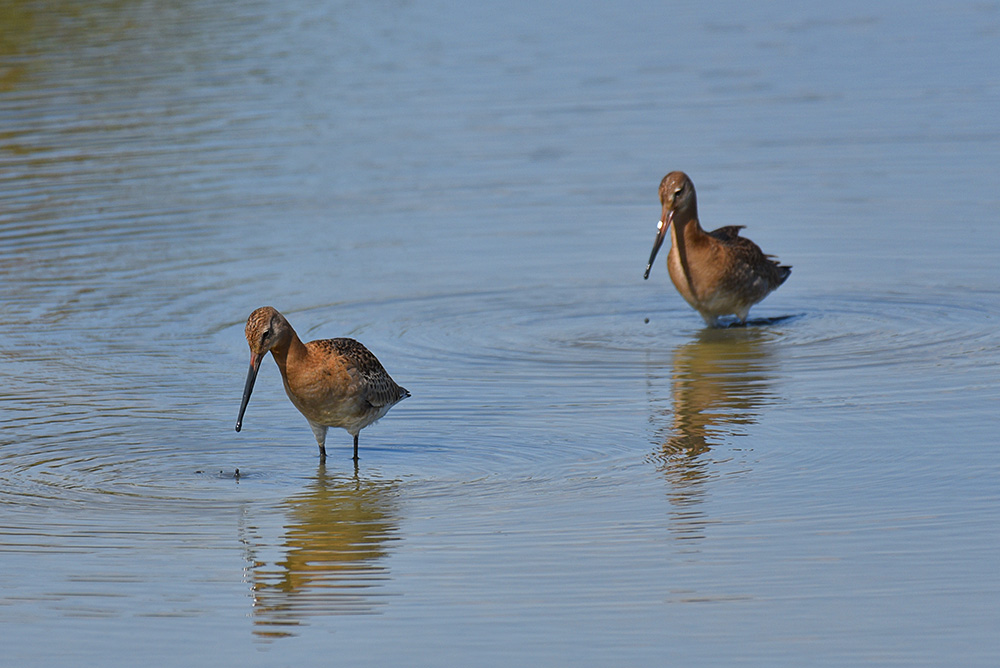 Picture of two Black-Tailed Godwits
