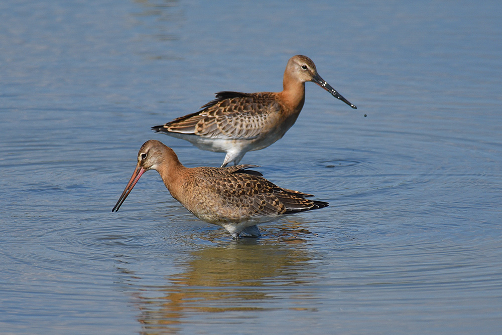 Picture of two Black-Tailed Godwits