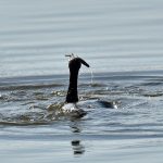 Picture of a Cormorant emerging with a fish
