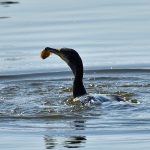Picture of a Cormorant shaking the fish
