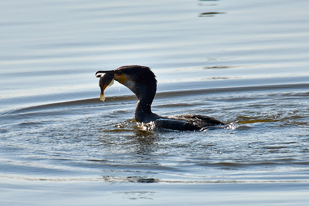 Picture of a Cormorant getting ready to swallow the fish