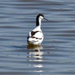 Picture of an Avocet from behind