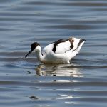 Picture of an Avocet coming up
