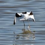 Picture of an Avocet flying off
