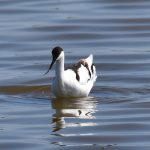 Picture of an Avocet from the front