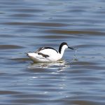 Picture of an Avocet and a splash from behind