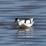 Picture of an Avocet and a splash from the front