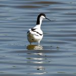 Picture of an Avocet standing up