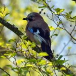 Picture of a Jay from the back, looking forward