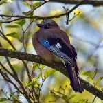 Picture of a Jay from the back, head turned sideways