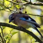 Picture of a Jay from the side