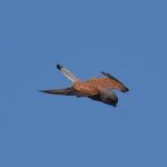 Picture of a Kestrel diving through the air