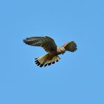 Picture of a Kestrel hovering in the air