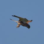 Picture of a Kestrel showing its talons, ready to catch its prey