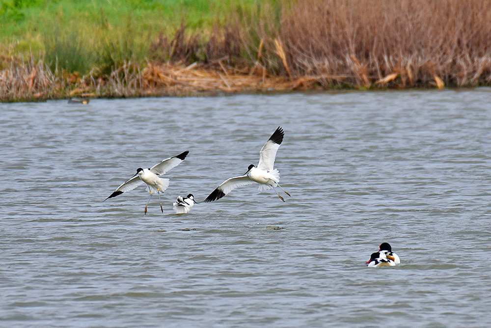 Picture of two Avocets in flight