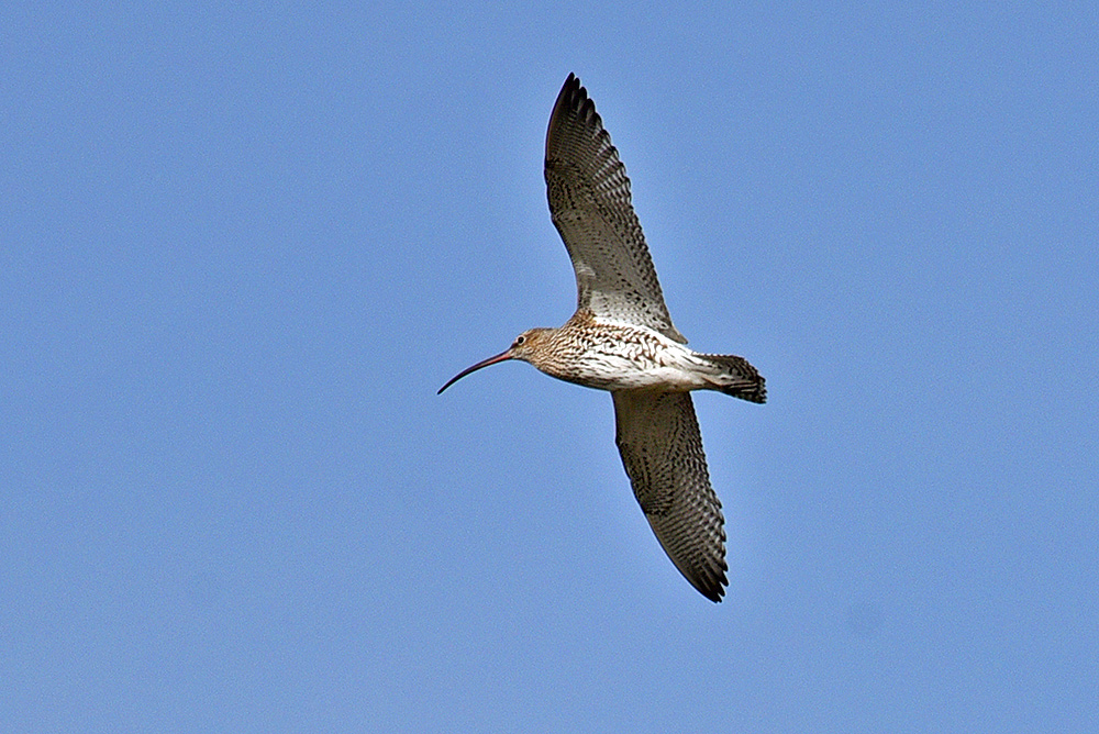 Picture of a Curlew in flight