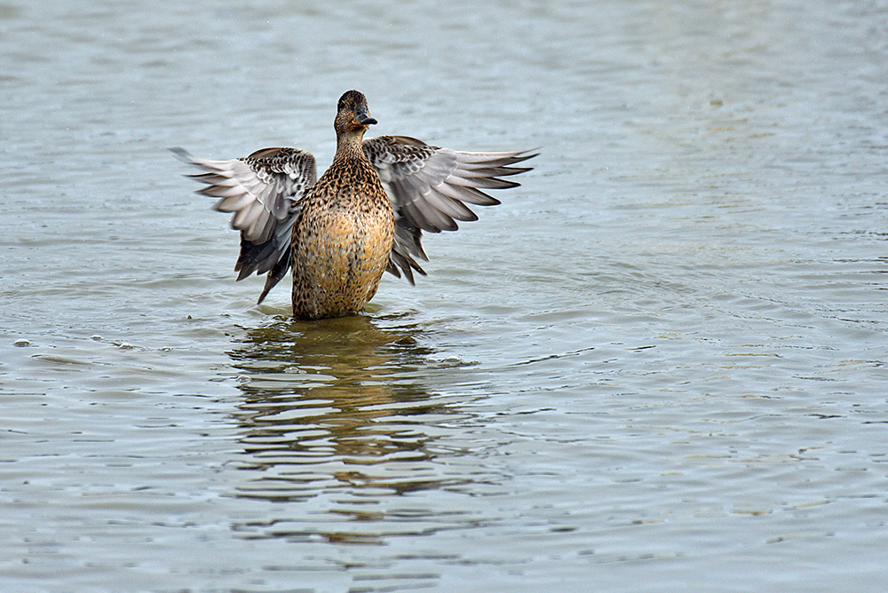 Picture of a female Gadwall Duck drying off after a bath
