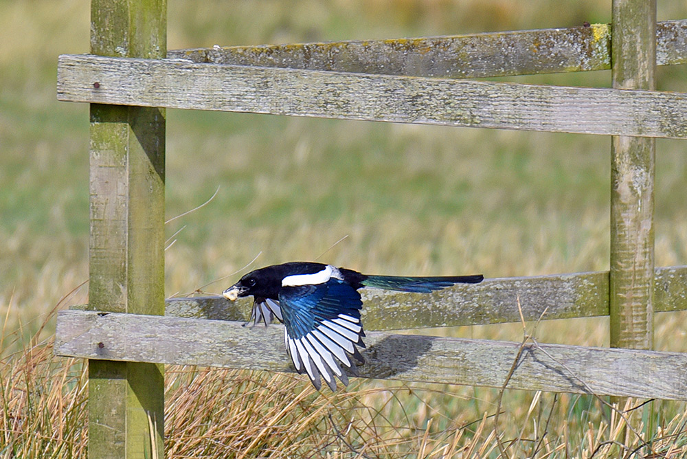 Picture of a Magpie in flight