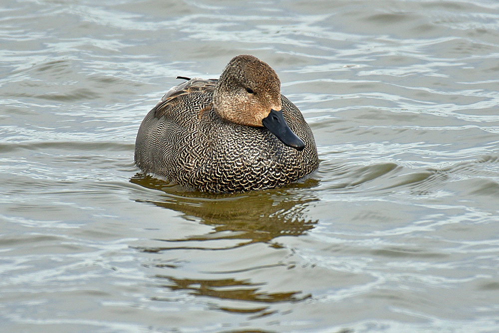 Picture of a male Gadwall