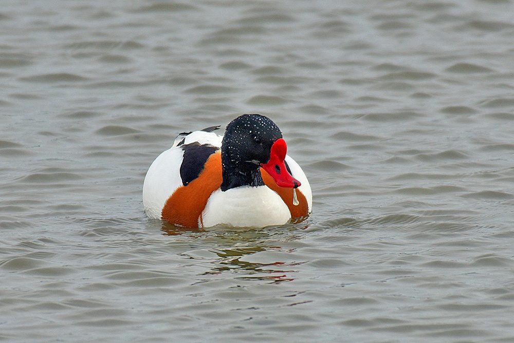 Picture of a male Shelduck