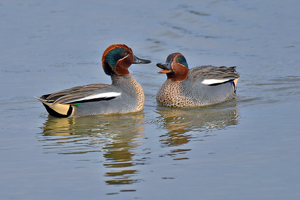 Picture of two male Teal Ducks having a chat