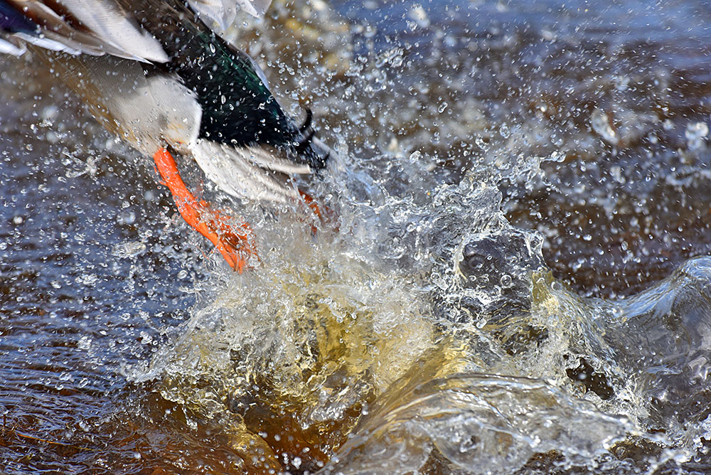 Picture of a Mallard Duck leaving behind a splash when lifting off