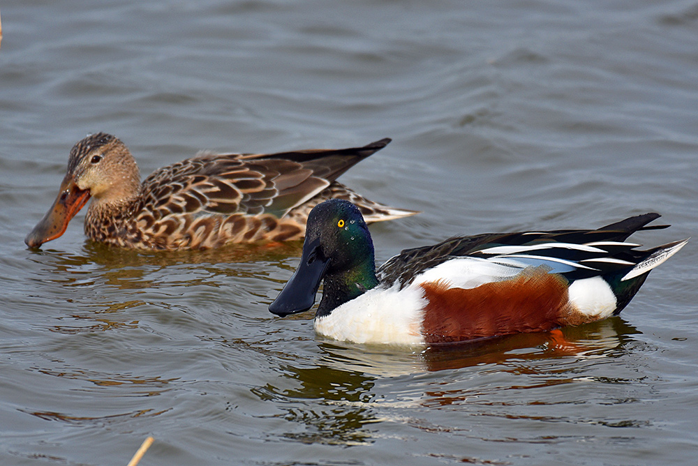 Picture of a pair of Shovelers