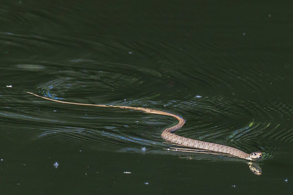 Picture of a Grass Snake swimming on a canal