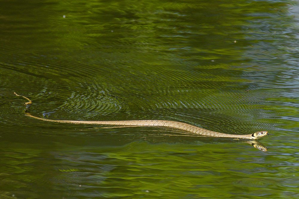 Picture of a Grass Snake swimming on a canal, seen from the side, tongue out