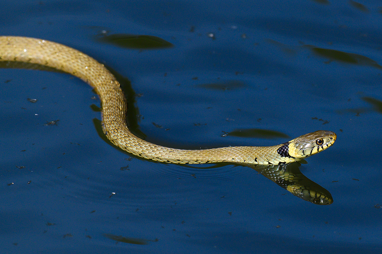 Picture of the head of a swimming Grass Snake reflecting on the water