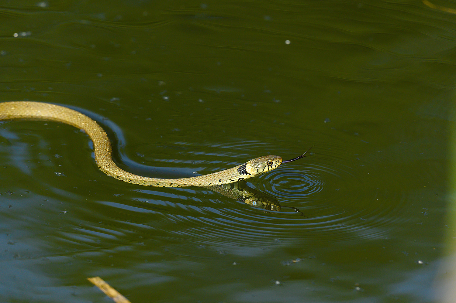 Picture of a swimming Grass Snake with the tongue out