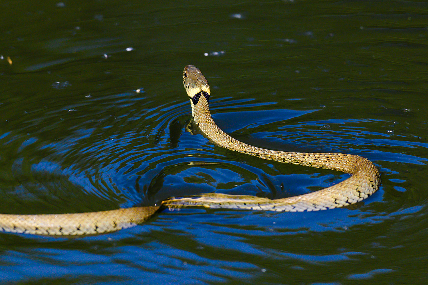 Picture of a swimming Grass Snake turning around, showing us the back of its head