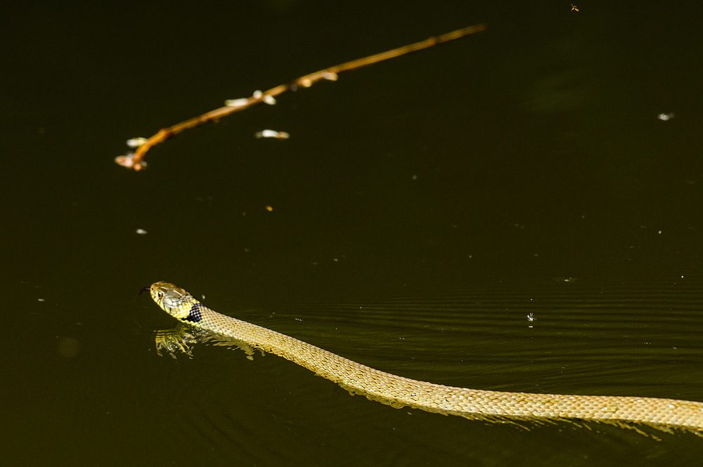 Picture of a Grass Snake swimming past a twig floating on the water