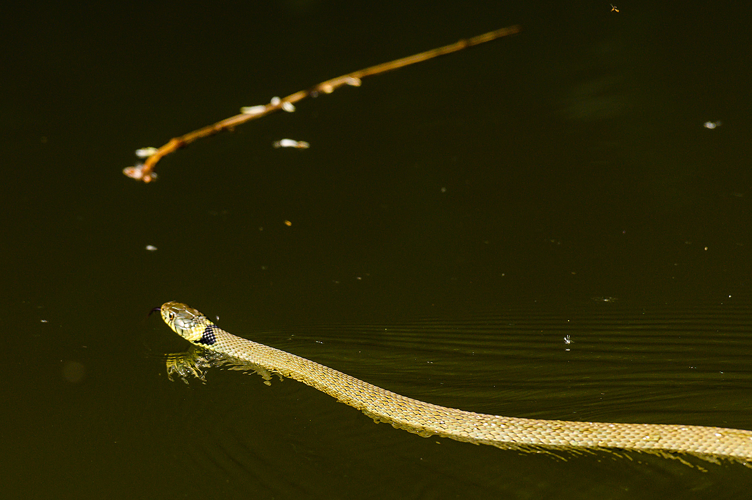 Picture of a Grass Snake swimming past a twig floating on the water