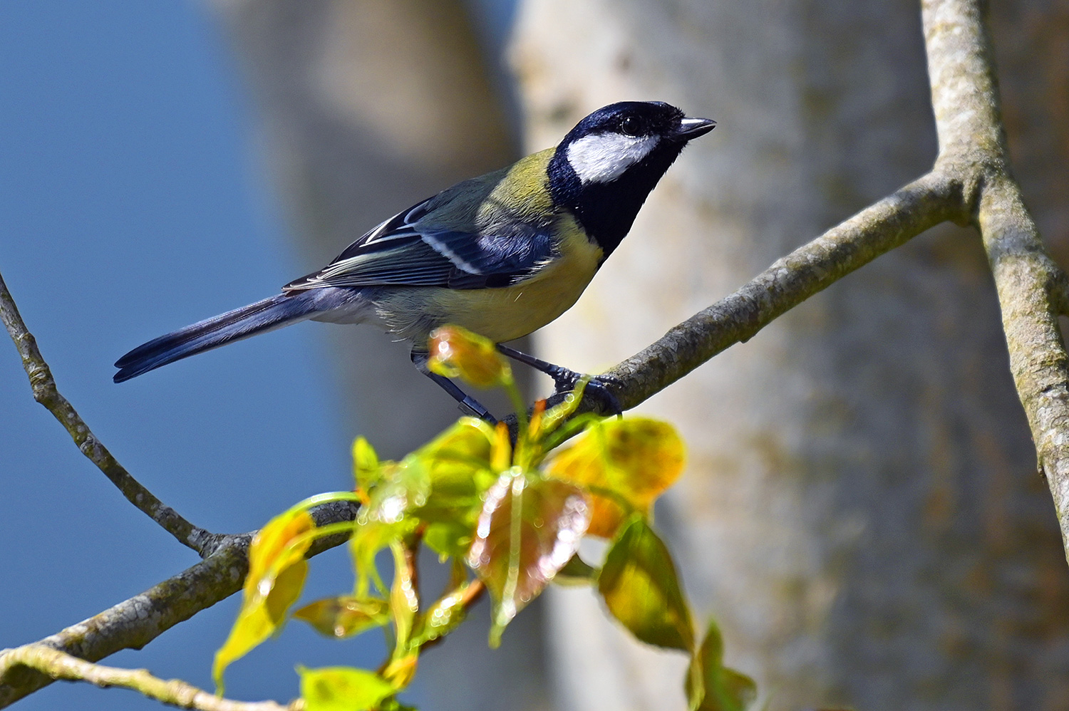 Great Tit above some fresh leaves