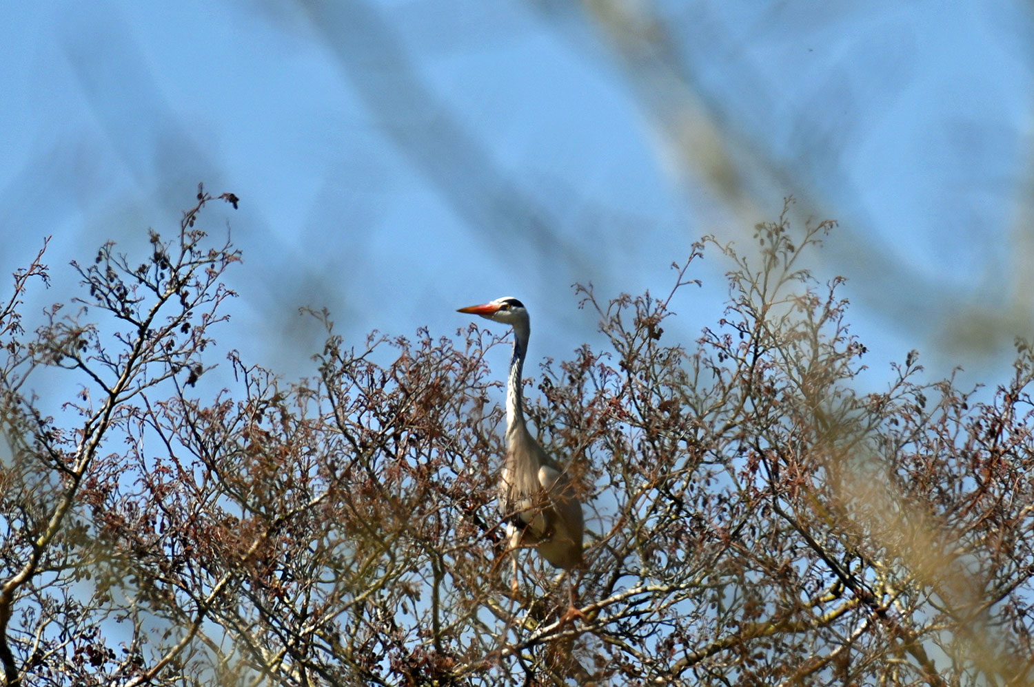 Heron in (and behind) distant trees