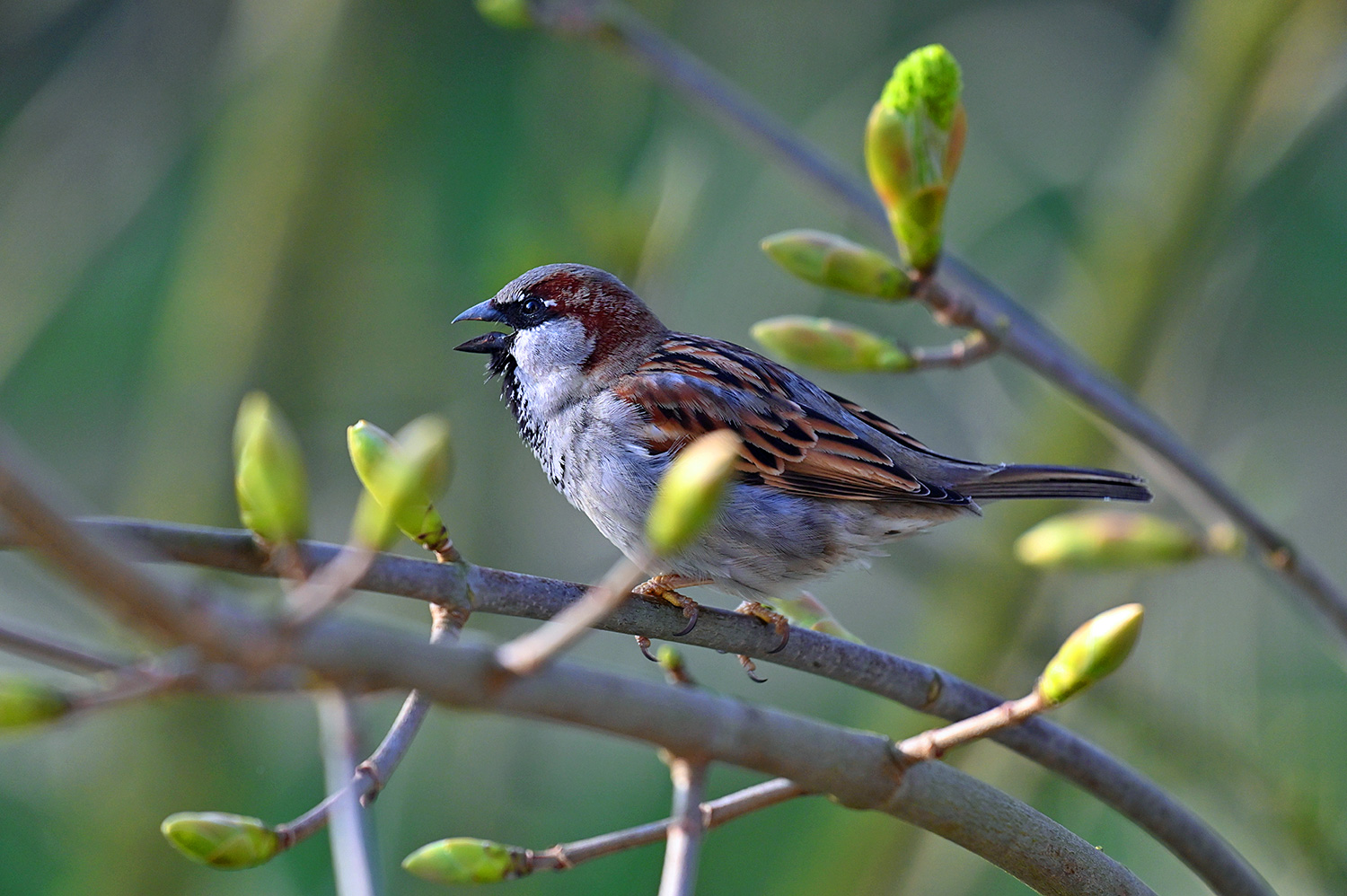 Sparrow among fresh shoots on a tree