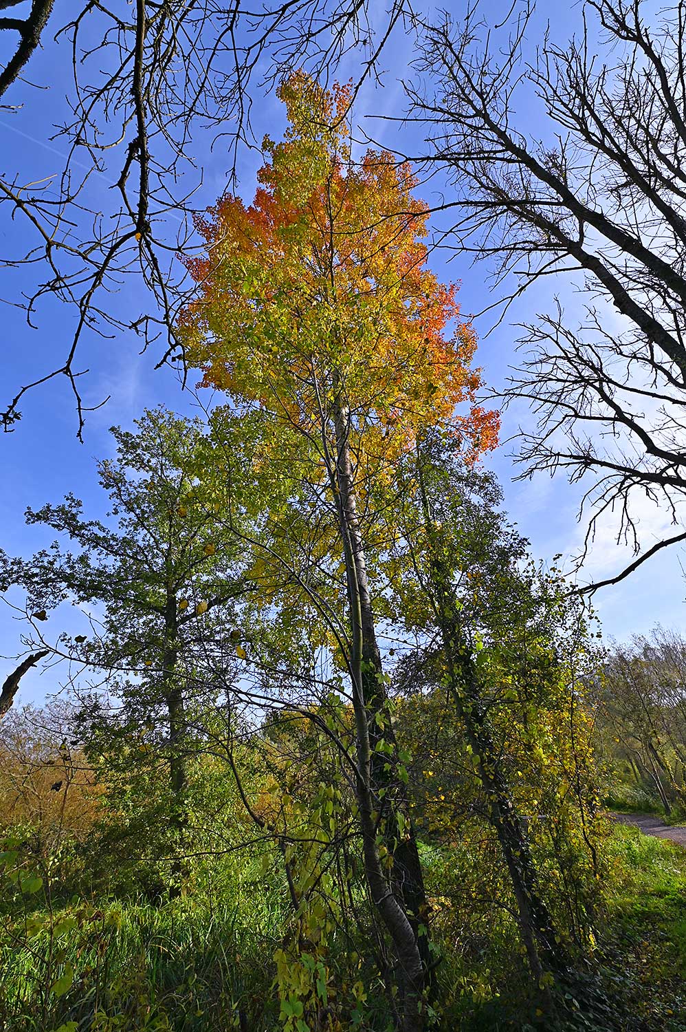 Picture of a beautiful tree in its autumn colours next to a canal towpath