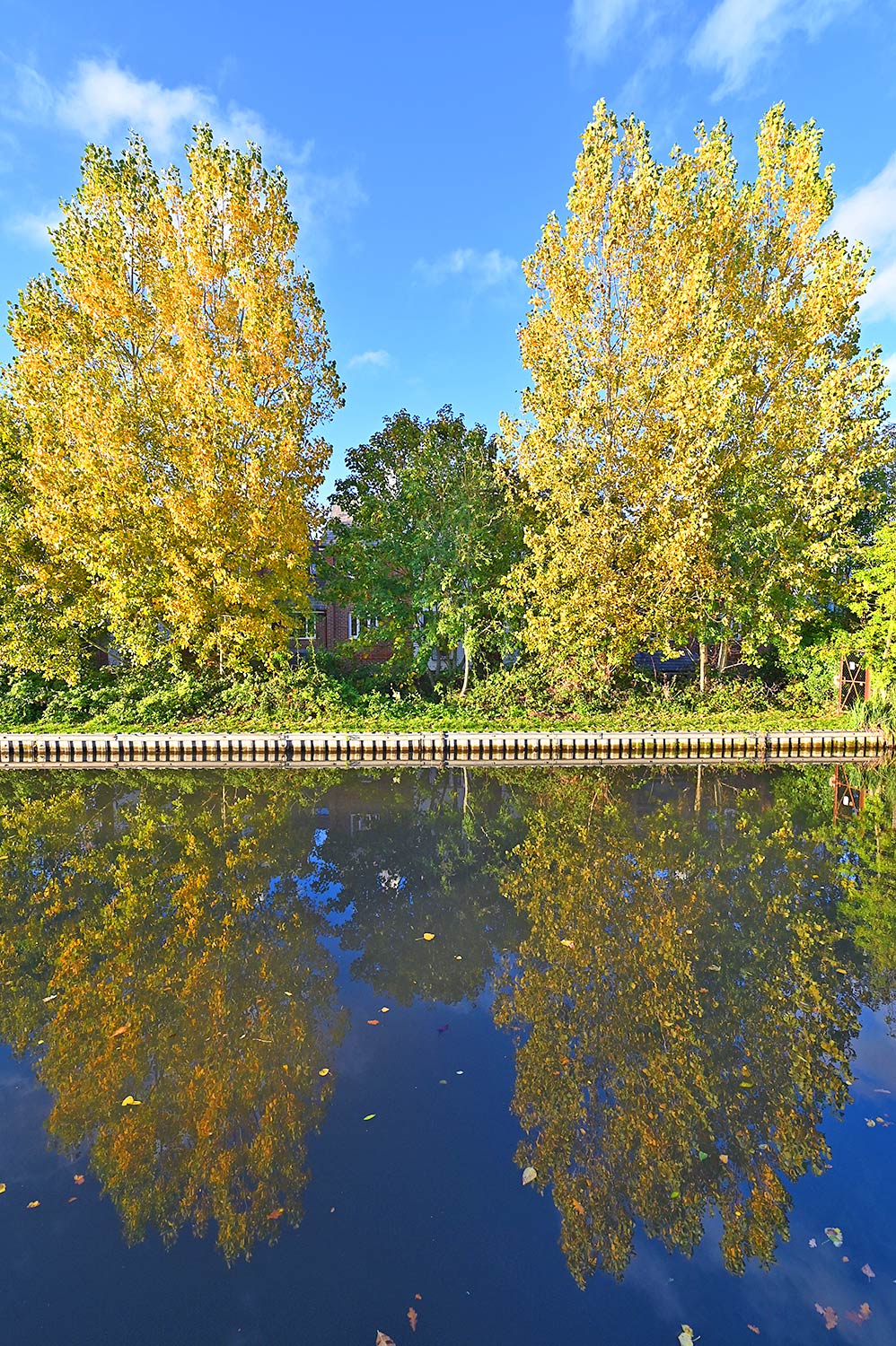 Picture of two trees in their autumns colours reflecting in the water of the canal