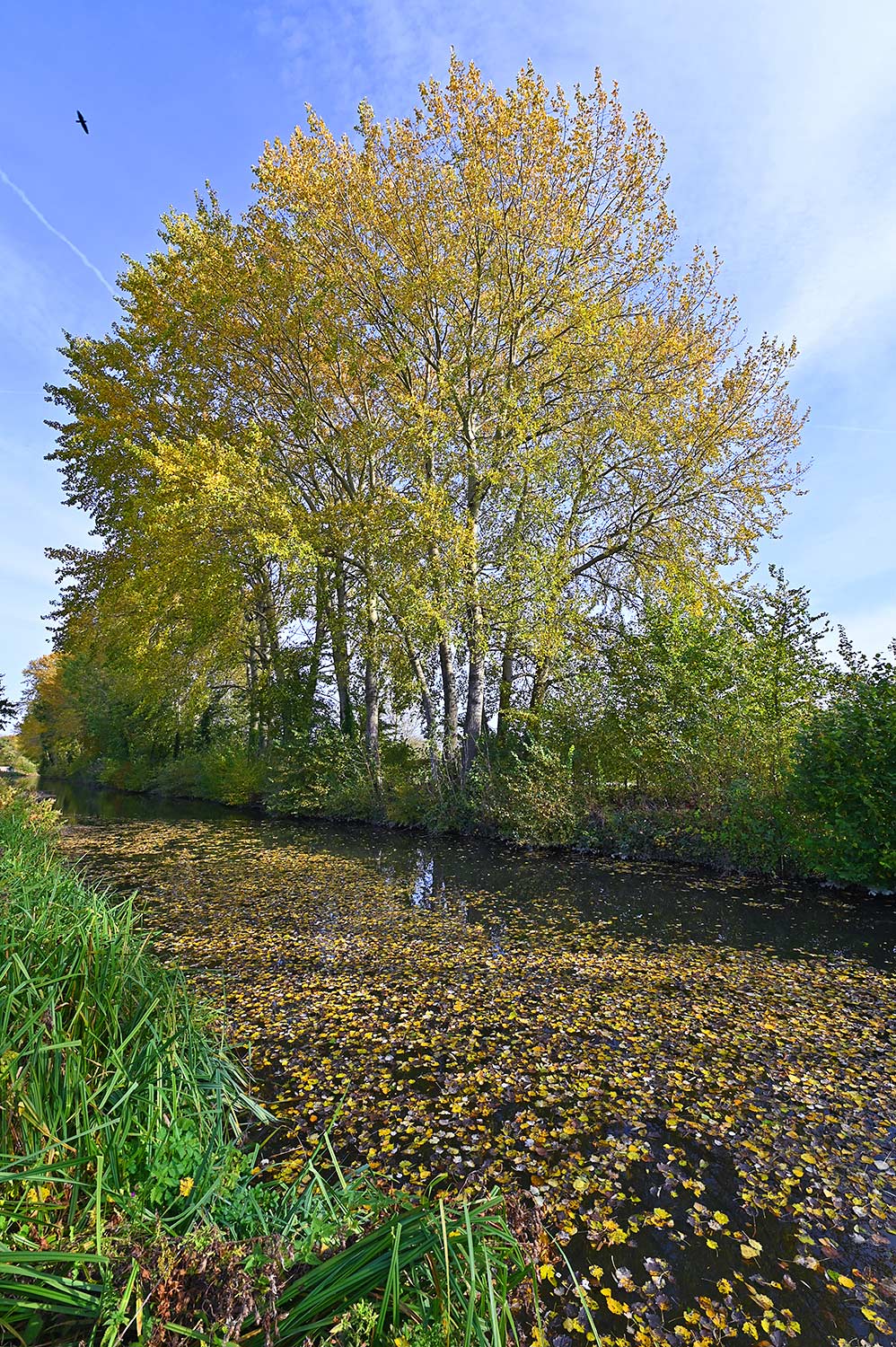Picture of colourful autumnal trees along a canal and floating fallen leaves on the canal