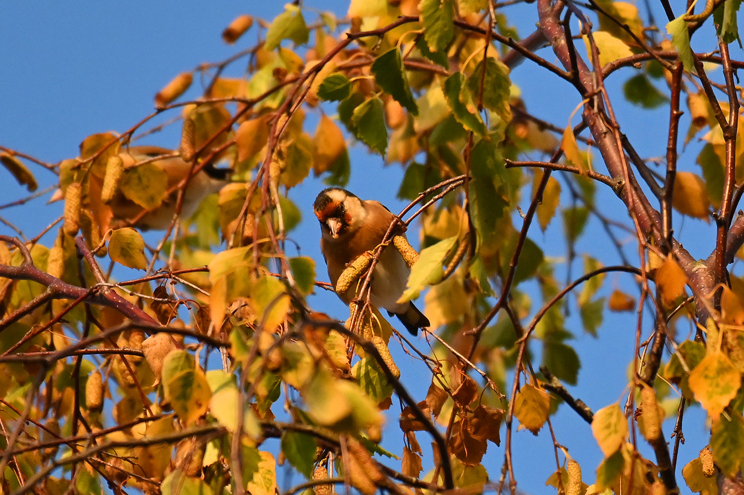 Picture of a Goldfinch in some autumn leaves under a blue sky