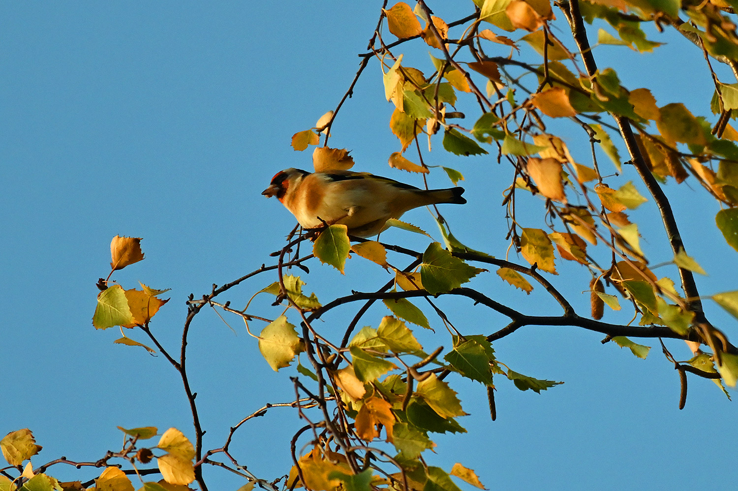 Picture of a Goldfinch in some autumn leaves under a blue sky