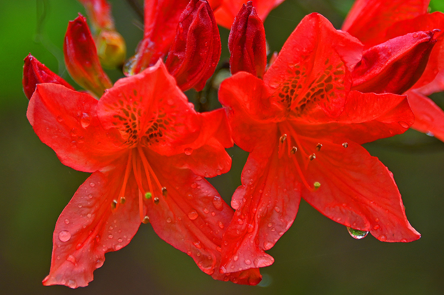 Picture of some wet red flowers after a rain shower