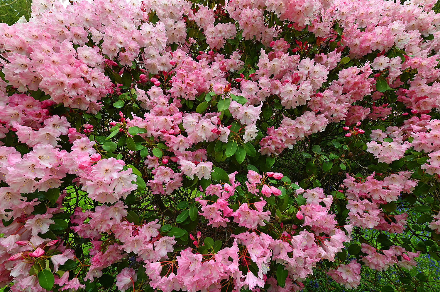 Picture of a pink Rhododendron bush with some green leaves visible