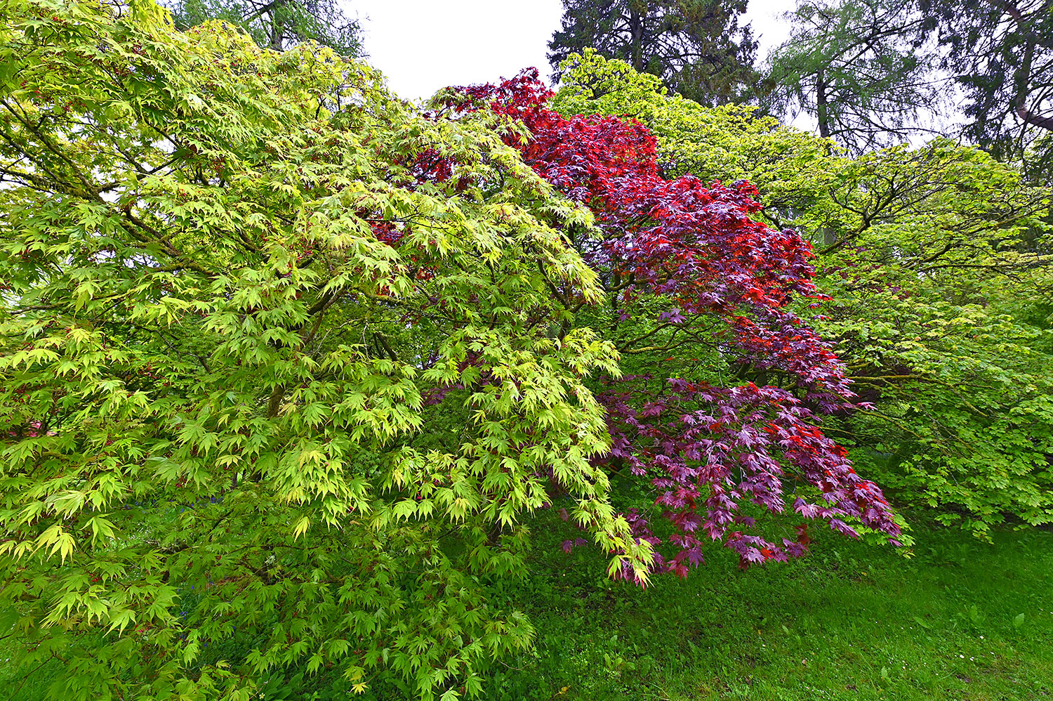 Picture of three small trees with different leaf colours, green and red