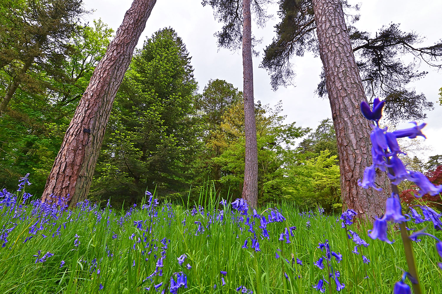 Picture of three tall tree trunks behind some Bluebells