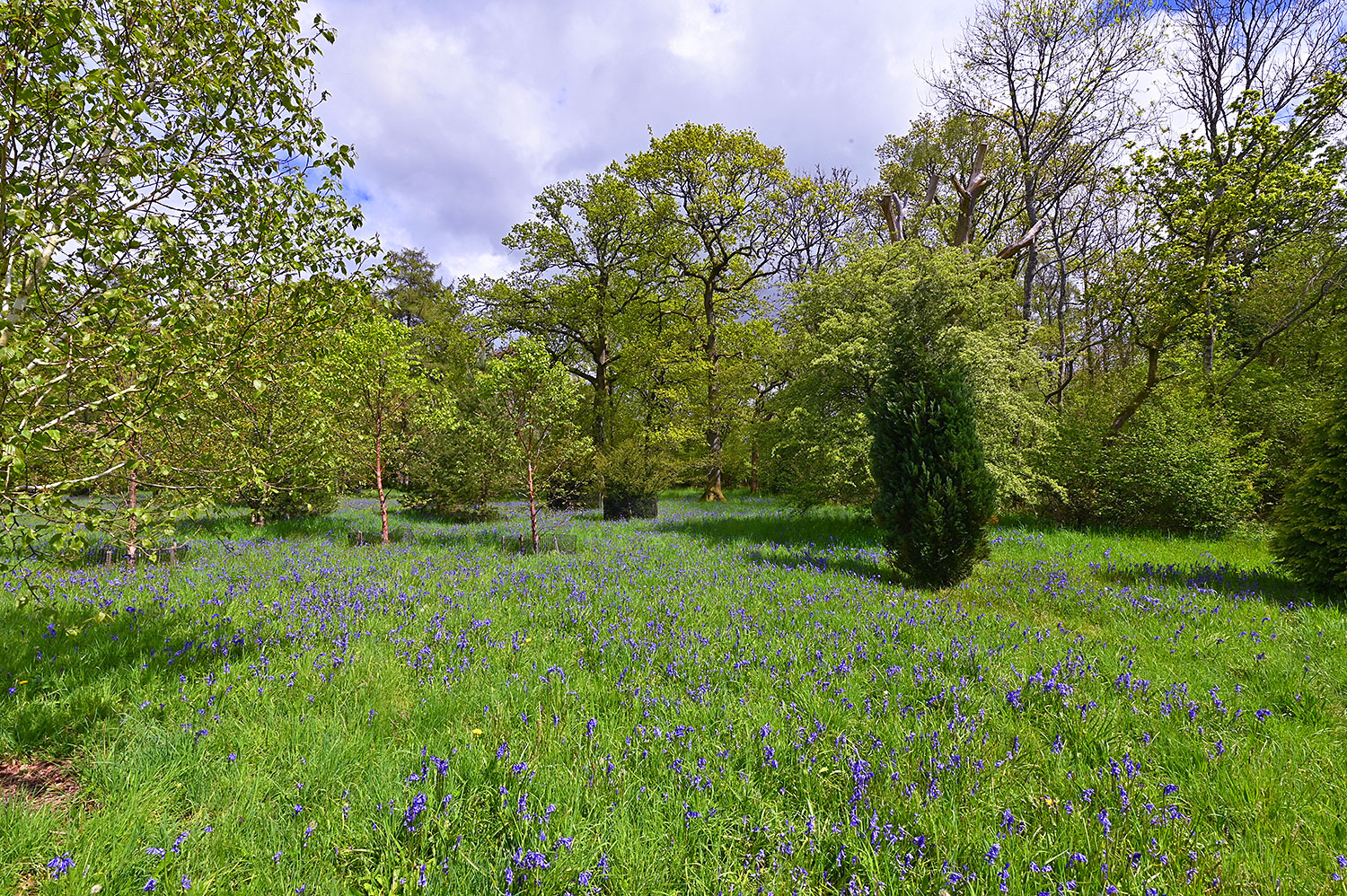 Picture of a small meadow covered in Bluebells, surrounded by trees